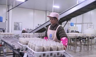 西南地區(qū)最大食用菌工廠化項目在萬盛投產(chǎn)，引領(lǐng)產(chǎn)業(yè)升級與融合發(fā)展